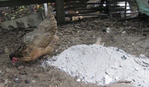 Fresh Pile Of Ashes For The Dust Bath