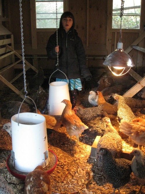 Grow-Outs In The Coop