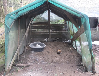 Sheltered Area With Dustbath