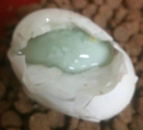 Egg Within An Egg, Different Pigmented Shells