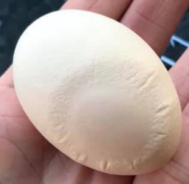 Slab Sided Egg