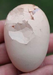 Thin Shelled Egg