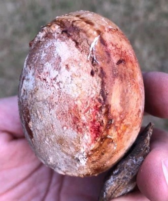 Ridged Egg (Credit: Kimberly Brown)