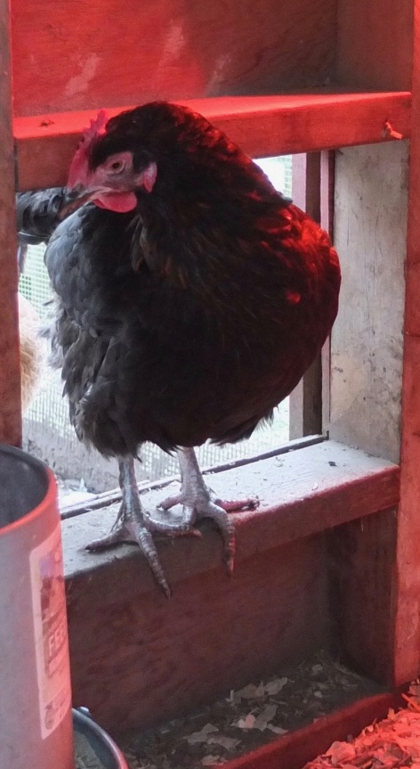 Sharon's Hen In Doorway