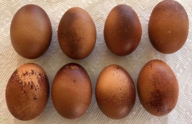 Unevenly Pigmented Eggs (Credit: Kimberly Brown)