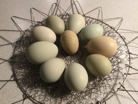Olive Eggs