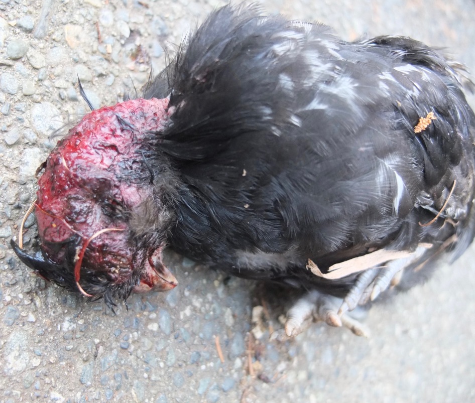 Dead Chick With Pecking Injury