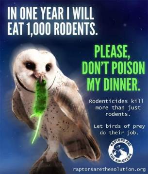Owls & Rodenticides