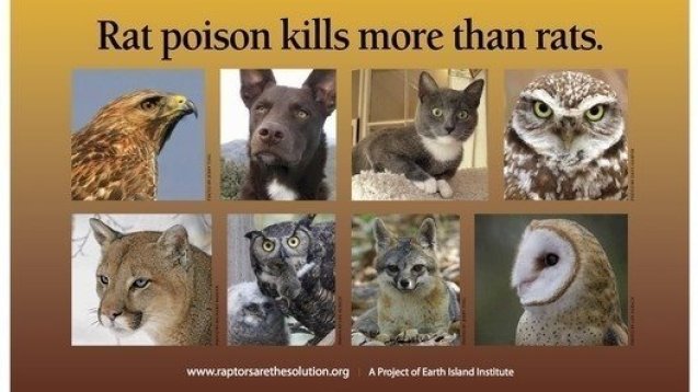 Rat Poison Kills More Than Rats
