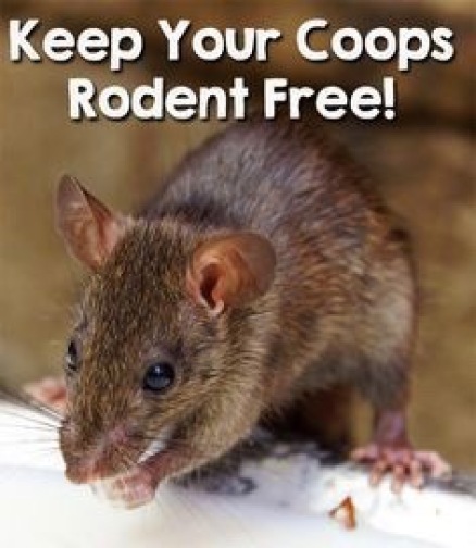Keep Your Coops Rodent Free