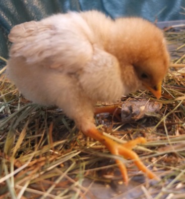 Curled Toe Chick (9 days old)