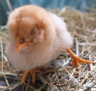 Curled Toe Chick (9 days old)