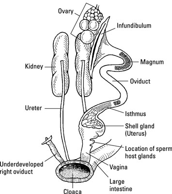 Hen Reproductive System