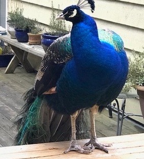 Backyard Peacock (Credit: Nan Leather)