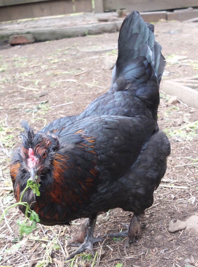 Chicken Feathers 101 – Bitchin' Chickens