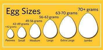 Egg Sizes