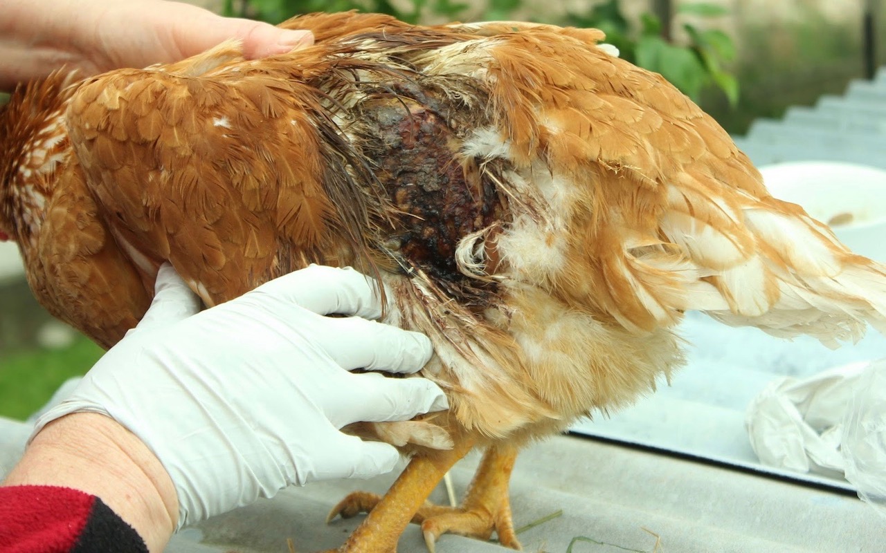 Chicken Mating Injuries